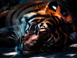 Lais Puzzle - Tiger - 1.000 Teile