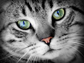 Lais Puzzle - Katze - 200 Teile
