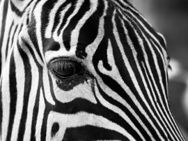 Lais Puzzle - Zebra - 1.000 Teile