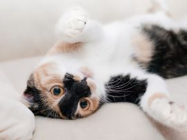 Lais Puzzle - Katze - 500 Teile