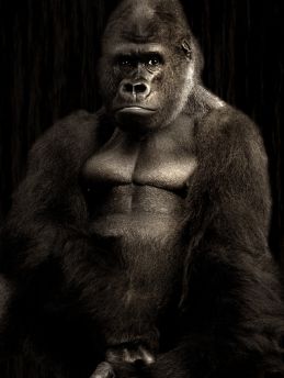 Lais Puzzle - Gorilla - 1.000 Teile