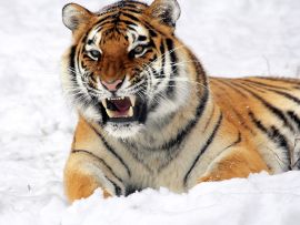 Lais Puzzle - Tiger - 1.000 Teile