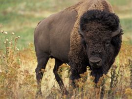 Lais Puzzle - Bison - 500 Teile