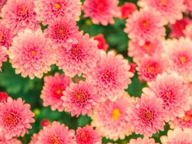 Lais Puzzle - Rosa Blumen - 100 Teile