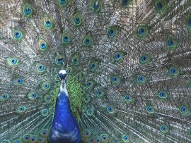 Lais Puzzle - Pfau - 1.000 Teile