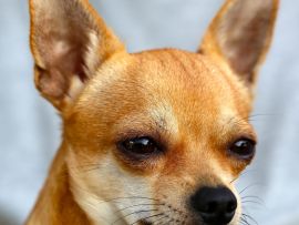 Lais Puzzle - Chihuahua - 1.000 Teile