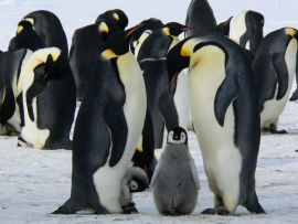 Lais Puzzle - Pinguine - 500 Teile