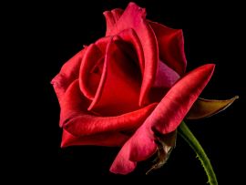 Lais Puzzle - Rote Rose - 200 Teile