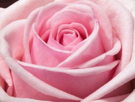 Lais Puzzle - Rose - 1.000 Teile