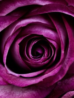 Lais Puzzle - Rose - 1.000 Teile