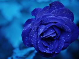 Lais Puzzle - Rose - 1.000 Teile