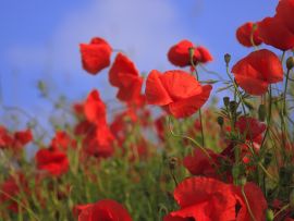 Lais Puzzle - Wiese Mohnblumen Mohn - 500 Teile