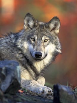 Lais Puzzle - Wolf - 1.000 Teile
