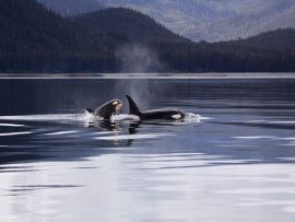 Lais Puzzle - Orcas - 1.000 Teile