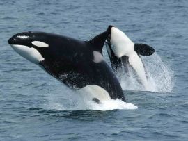 Lais Puzzle - Orcas - 1.000 Teile