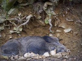 Lais Puzzle - Wildschwein Ardennen Belgien - 1.000 Teile