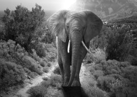 Lais Puzzle - Elefant schwarz weiß - 500 Teile
