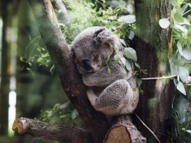 Lais Puzzle - Koala - 500 Teile