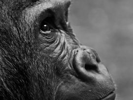 Lais Puzzle - Gorilla - 1.000 Teile