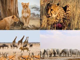 Lais Puzzle - Collage Afrikanische Tiere - 200 Teile