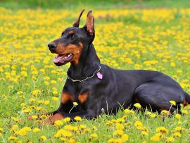 Lais Puzzle - Dobermann - 1.000 Teile
