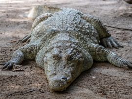 Lais Puzzle - Krokodil - 500 & 1.000 Teile