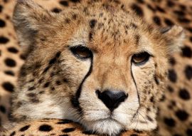 Lais Puzzle - Gepard - 1.000 Teile