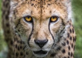 Lais Puzzle - Gepard - 500 & 1.000 Teile