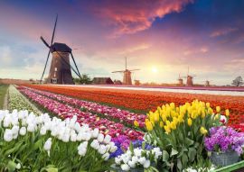 Lais Puzzle - Farbenfroher Sonnenuntergang auf Tulpenfarm in Holland mit Windmühlen - 500 & 1.000 Teile