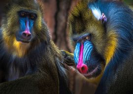 Lais Puzzle - Mandrill Affe - 1.000 Teile