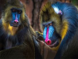 Lais Puzzle - Mandrill Affe - 500 & 1.000 Teile