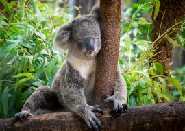 Lais Puzzle - Koala - 100, 200, 500 & 1.000 Teile