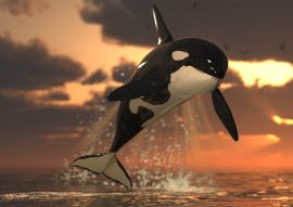 Lais Puzzle - Orca - 100, 200, 500 & 1.000 Teile