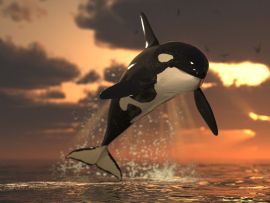 Lais Puzzle - Orca - 500 & 1.000 Teile