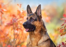 Lais Puzzle - Deutscher Schäferhund - 100, 200, 500 & 1.000 Teile