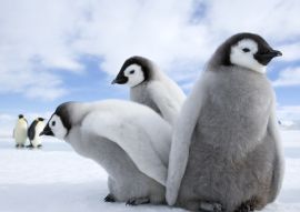 Lais Puzzle - Pinguine / Kaiserpinguine - 100, 200, 500 & 1.000 Teile