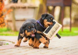 Lais Puzzle - Rottweiler Welpen - 100, 200 & 1.000 Teile