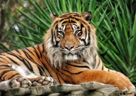 Lais Puzzle - Tiger - 100, 200, 500 & 1.000 Teile