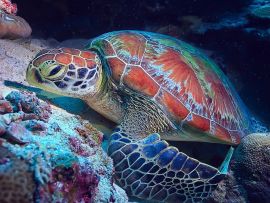 Lais Puzzle - Schildkröte / Wasserschildkröte - 500 Teile