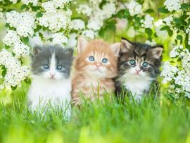 Lais Puzzle - Drei kleine Katzen sitzen nahe weißen Blumen - 500 & 1.000 Teile