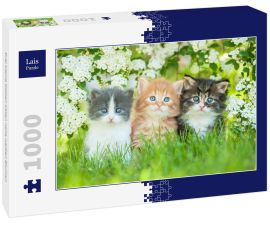 Lais Puzzle - Drei kleine Katzen sitzen nahe weißen Blumen - 1.000 Teile