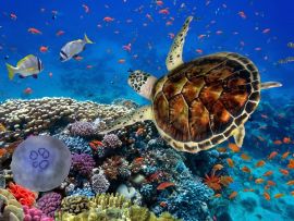 Lais Puzzle - Korallenriff mit Fischen und Wasserschildkröte - 500 & 1.000 Teile