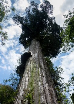 Lais Puzzle - Tausendjährige Lärche im Alerce Andino Nationalpark - 100, 200, 500 & 1.000 Teile
