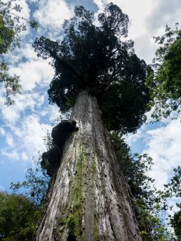Lais Puzzle - Tausendjährige Lärche im Alerce Andino Nationalpark - 500 & 1.000 Teile
