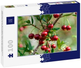 Lais Puzzle - Süße wilde Früchte, die im Süden Chiles wachsen und als Murta bekannt sind. Ihr wissenschaftlicher Name ist Ugni Molinae - 100 Teile