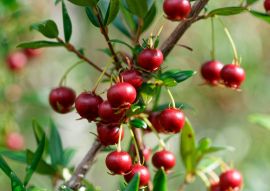Lais Puzzle - Süße wilde Früchte, die im Süden Chiles wachsen und als Murta bekannt sind. Ihr wissenschaftlicher Name ist Ugni Molinae - 100, 200, 500 & 1.000 Teile
