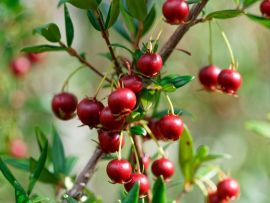 Lais Puzzle - Süße wilde Früchte, die im Süden Chiles wachsen und als Murta bekannt sind. Ihr wissenschaftlicher Name ist Ugni Molinae - 500 & 1.000 Teile