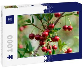 Lais Puzzle - Süße wilde Früchte, die im Süden Chiles wachsen und als Murta bekannt sind. Ihr wissenschaftlicher Name ist Ugni Molinae - 1.000 Teile