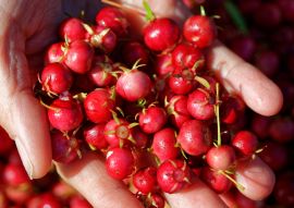 Lais Puzzle - Süße wilde Früchte, die im Süden Chiles wachsen und als Murta bekannt sind. Ihr wissenschaftlicher Name ist Ugni Molinae - 100, 200, 500 & 1.000 Teile