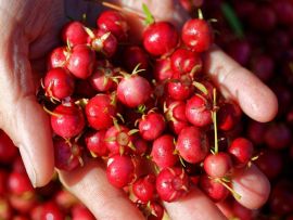Lais Puzzle - Süße wilde Früchte, die im Süden Chiles wachsen und als Murta bekannt sind. Ihr wissenschaftlicher Name ist Ugni Molinae - 500 & 1.000 Teile